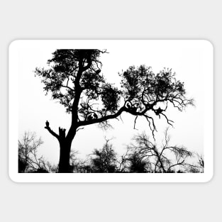 African White-backed Vultures in Silhouette Sticker